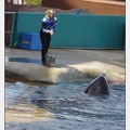 Marineland - Orques - spectacle 15h15 - 5371