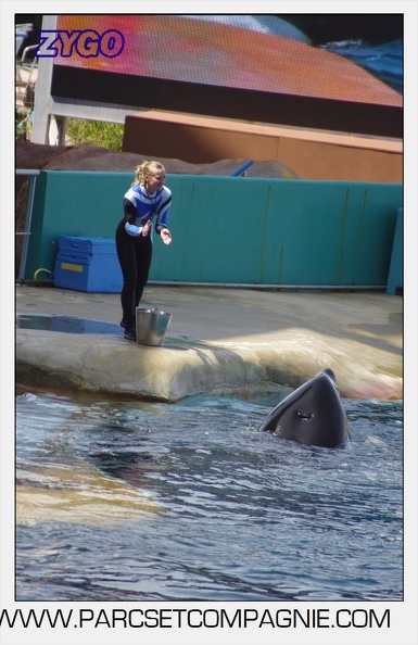 Marineland - Orques - spectacle 15h15 - 5372