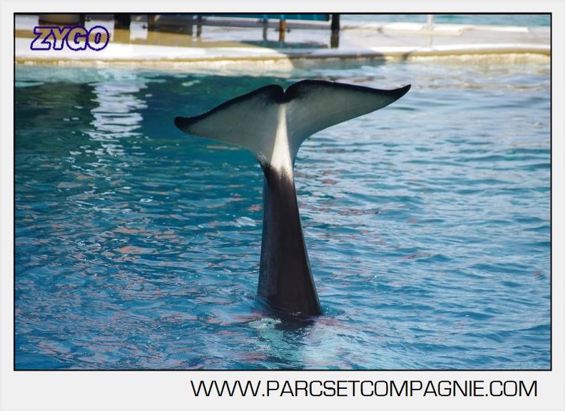 Marineland - Orques - spectacle 15h15 - 5382