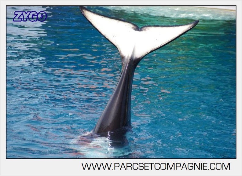 Marineland - Orques - spectacle 15h15 - 5383