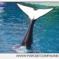 Marineland - Orques - spectacle 15h15 - 5383