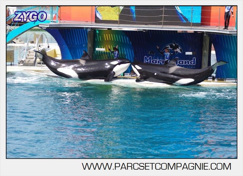 Marineland - Orques - spectacle 15h15 - 5397