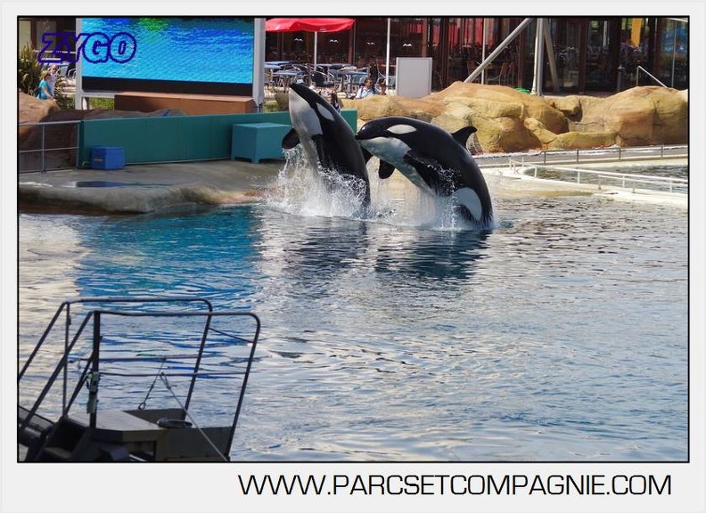 Marineland - Orques - spectacle 15h15 - 5406