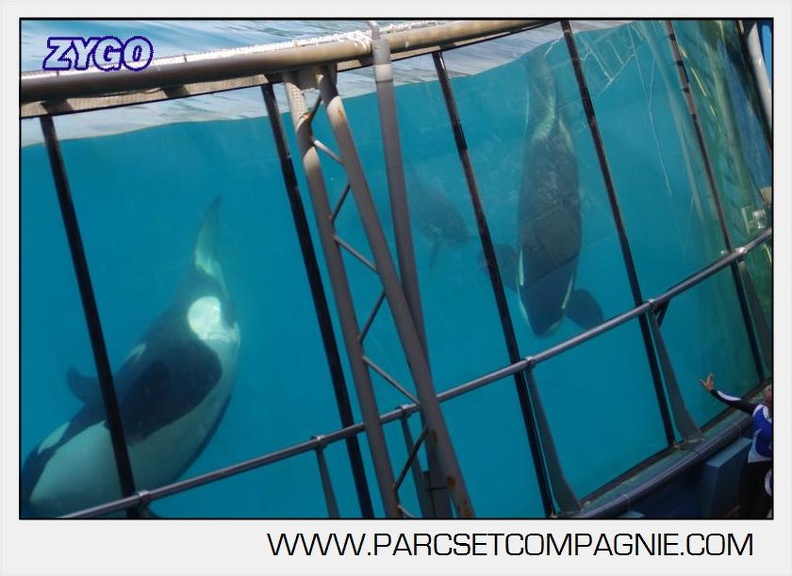 Marineland - Orques - spectacle 15h15 - 5412
