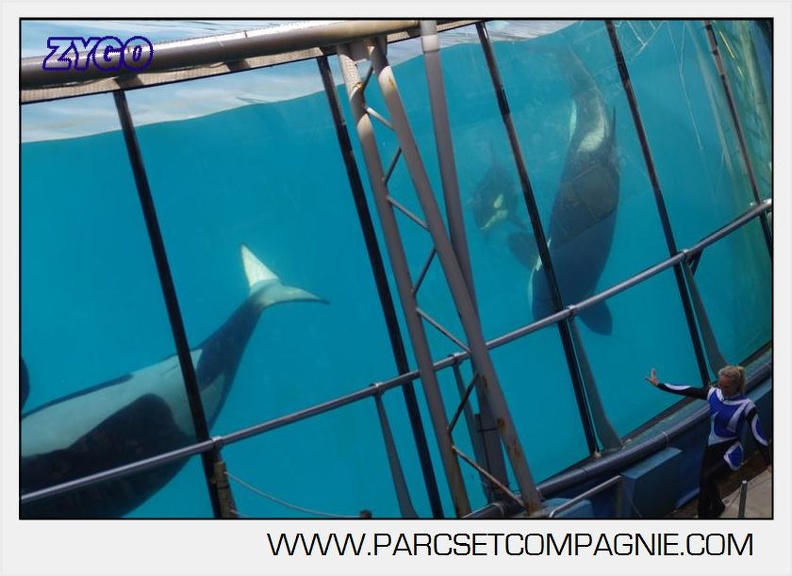 Marineland - Orques - spectacle 15h15 - 5413