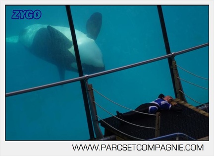 Marineland - Orques - spectacle 15h15 - 5423