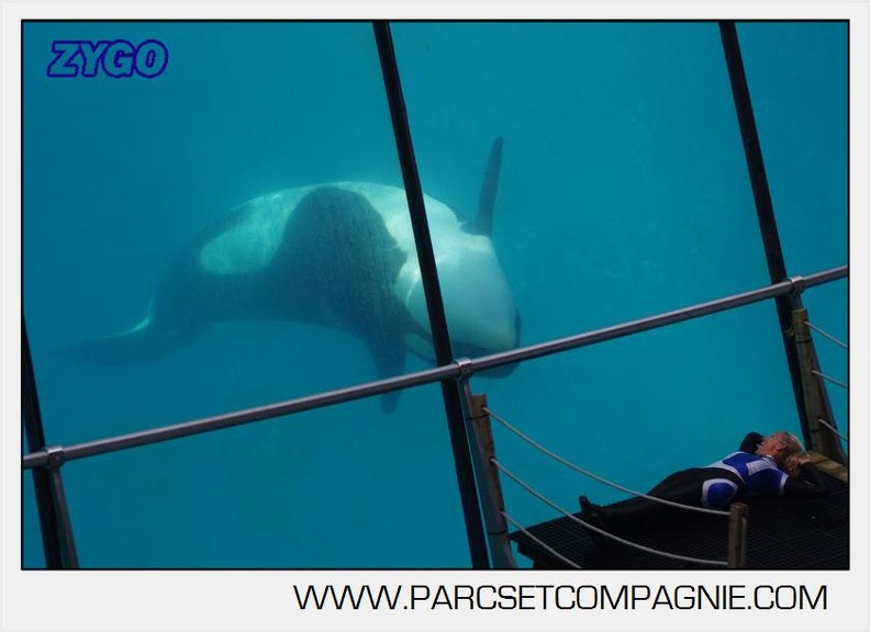 Marineland - Orques - spectacle 15h15 - 5424