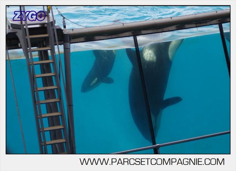 Marineland - Orques - spectacle 15h15 - 5429