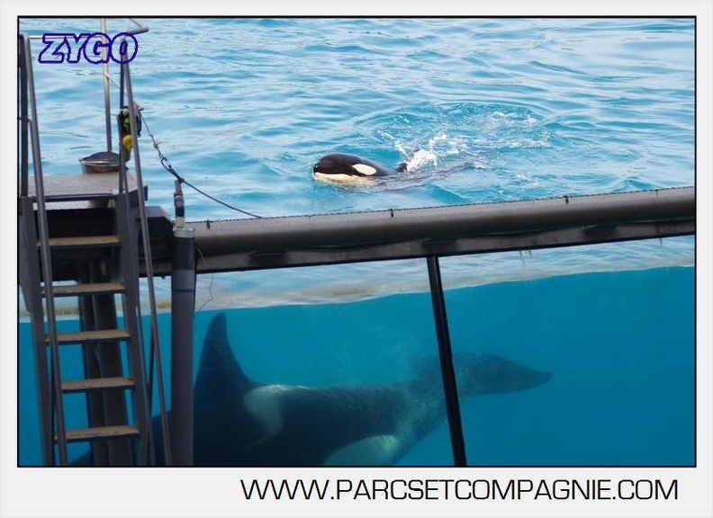 Marineland - Orques - spectacle 15h15 - 5430