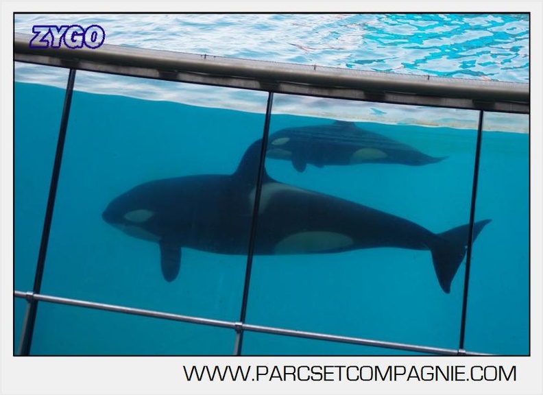 Marineland - Orques - spectacle 15h15 - 5431