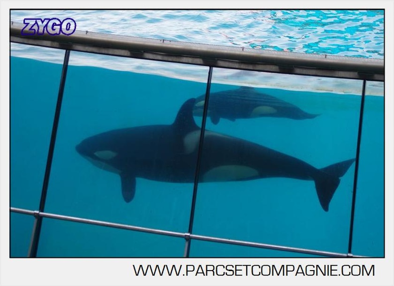 Marineland - Orques - spectacle 15h15 - 5432