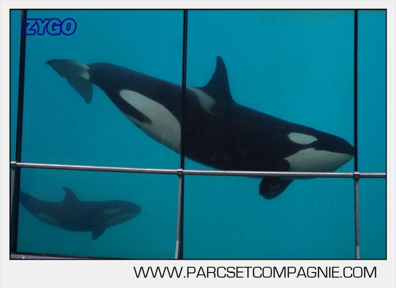 Marineland - Orques - spectacle 15h15 - 5435