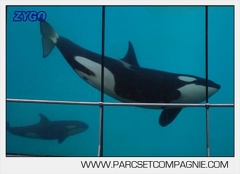 Marineland - Orques - spectacle 15h15 - 5436