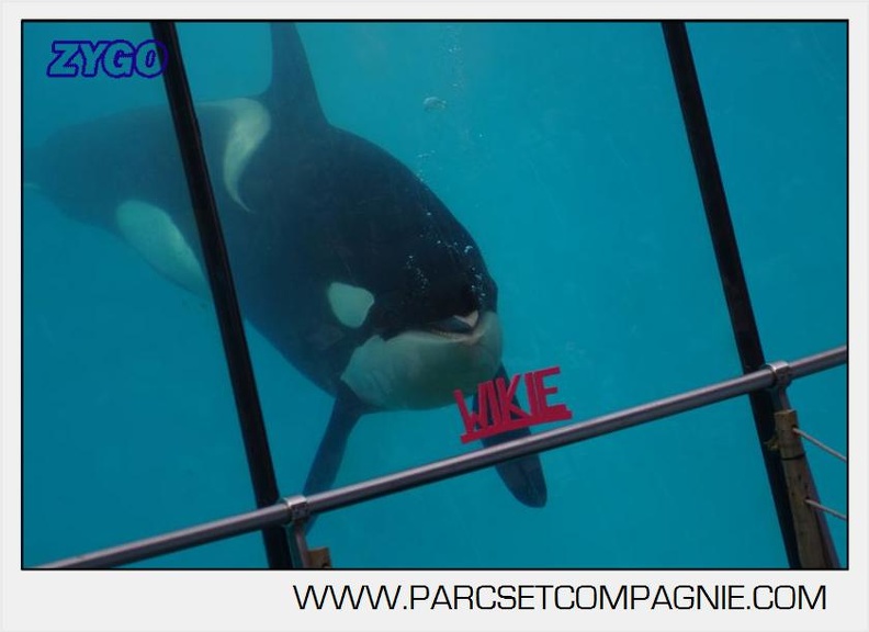 Marineland - Orques - spectacle 15h15 - 5439