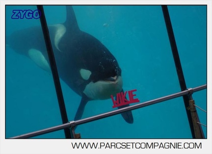 Marineland - Orques - spectacle 15h15 - 5439