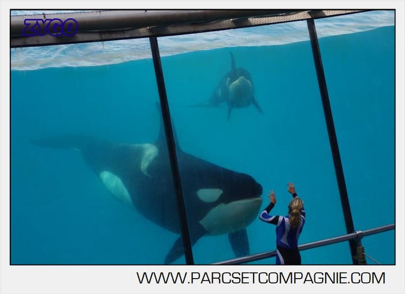 Marineland - Orques - spectacle 15h15 - 5440