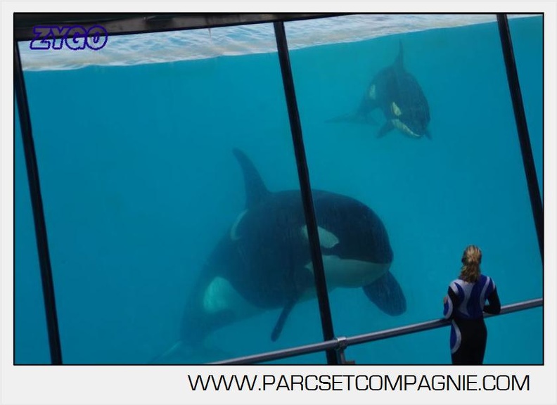 Marineland - Orques - spectacle 15h15 - 5442