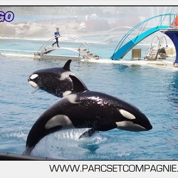 Marineland - Orques - spectacle 15h15