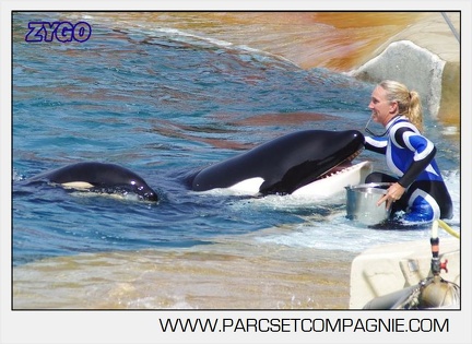 Marineland - Orques - spectacle 15h15 - 5449