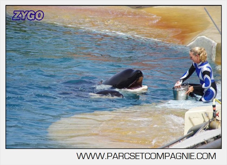 Marineland - Orques - spectacle 15h15 - 5453