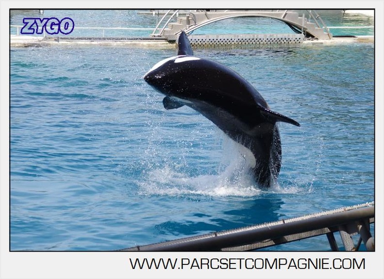 Marineland - Orques - spectacle 15h15 - 5463