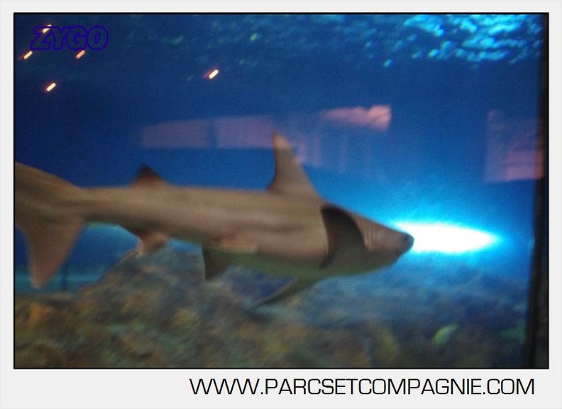 Marineland - Requins - 5715