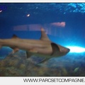 Marineland - Requins - 5715