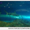 Marineland - Requins - 5716