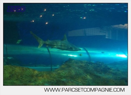 Marineland - Requins - 5716