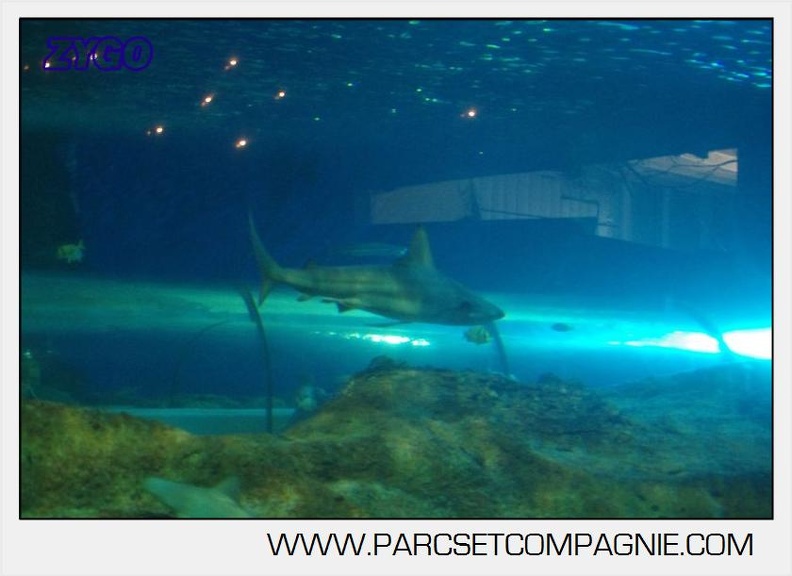 Marineland - Requins - 5717