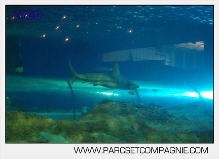 Marineland - Requins - 5717