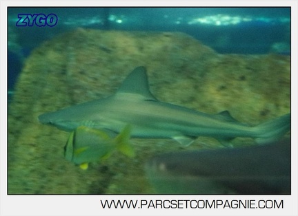 Marineland - Requins - 5721