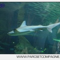 Marineland - Requins - 5724