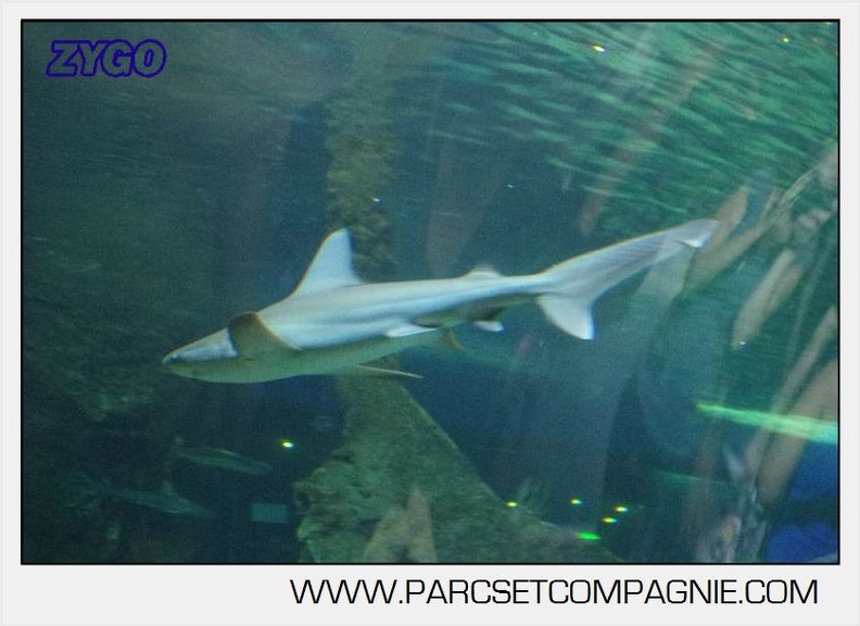 Marineland - Requins - 5725