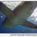 Marineland - Requins - 5726