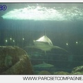 Marineland - Requins - 5728