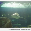 Marineland - Requins - 5729