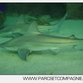 Marineland - Requins - 5732