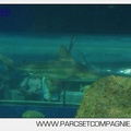 Marineland - Requins - 5741
