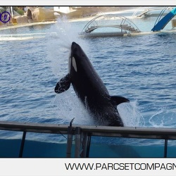 Marineland - Orques - Spectacle journee