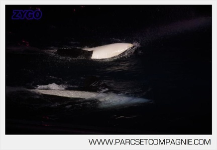 Marineland - Orques - Spectacles nocturne - 5978