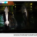 Marineland - Orques - Spectacles nocturne - 5988
