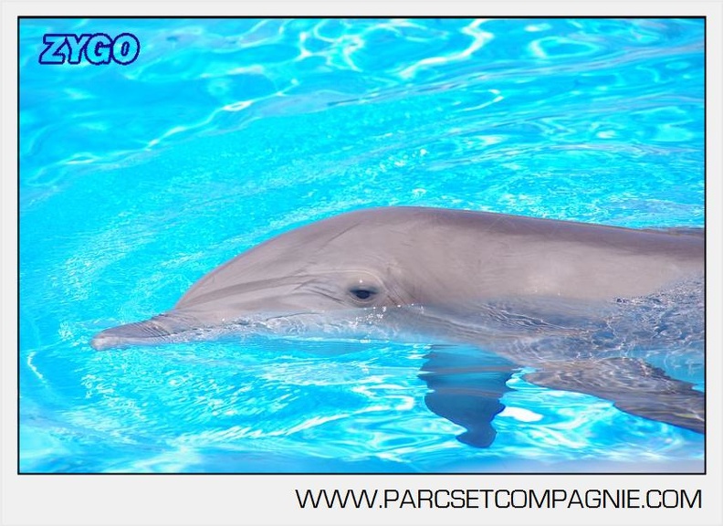 Marineland - Lagoon - Portraits dauphins - 6316