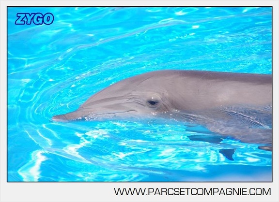 Marineland - Lagoon - Portraits dauphins - 6317