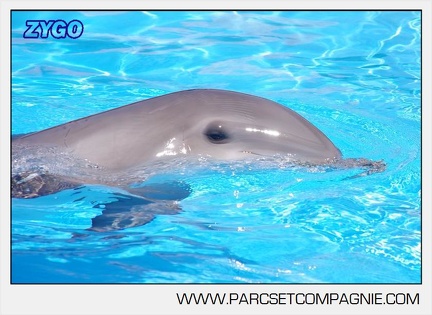 Marineland - Lagoon - Portraits dauphins - 6318