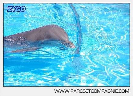 Marineland - Lagoon - Portraits dauphins - 6319