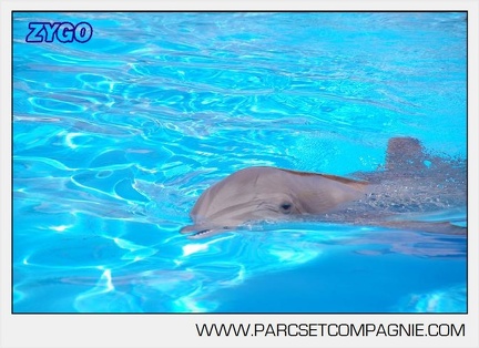 Marineland - Lagoon - Portraits dauphins - 6320