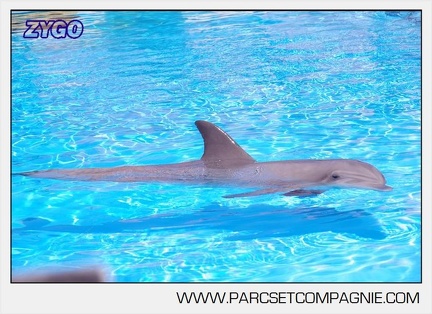 Marineland - Lagoon - Portraits dauphins - 6322