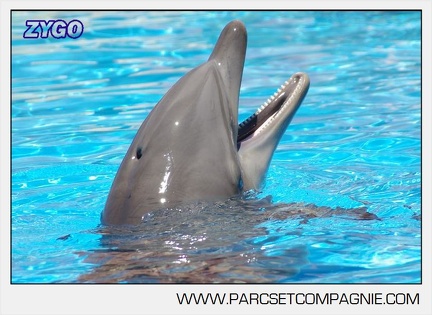 Marineland - Lagoon - Portraits dauphins - 6328