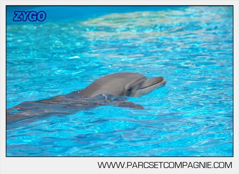 Marineland - Lagoon - Portraits dauphins - 6329